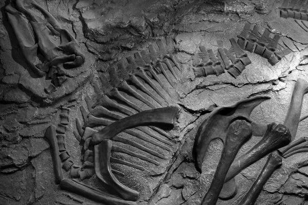 Foto de um fóssil para representar a importância da Evolução, área importante da Biologia.