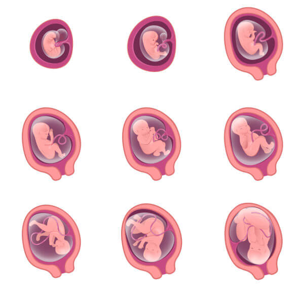 Durante a gravidez, o útero sofre modificações para acomodar o bebê.