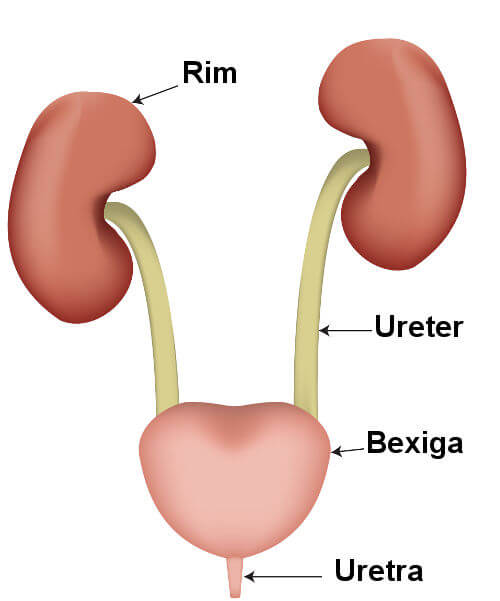 Observe os órgãos que compõem o sistema urinário.