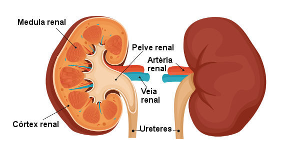Observe algumas partes do rim, o órgão responsável pela formação da urina.