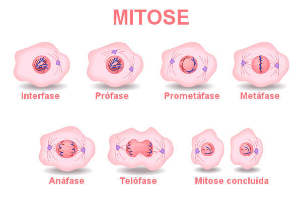 MITOSE - Histologia I