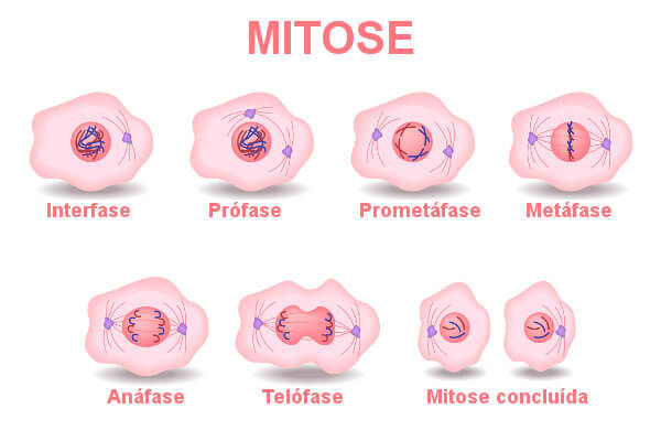 Fases da mitose (artigo), Divisão celular