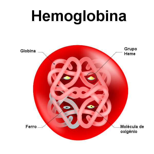 Observe o esquema ilustrando a estrutura da hemoglobina.