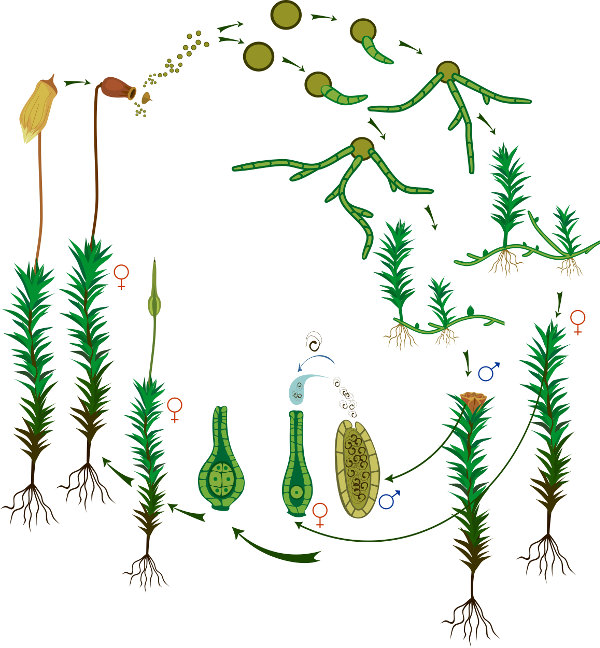 Briófitas tudo sobre esse grupo de plantas! Brasil Escola