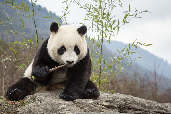 Urso panda: características, reprodução, curiosidades - Escola Kids