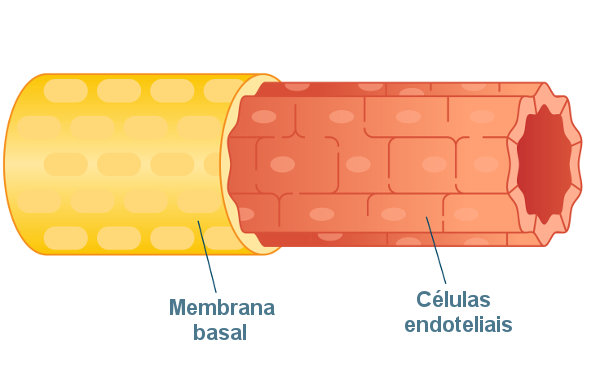 Observe a estrutura básica de um capilar.