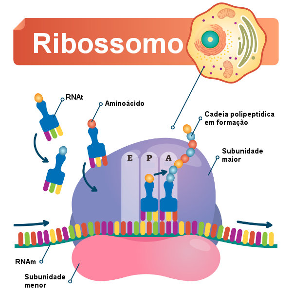 Sítios de ligação dos ribossomos.