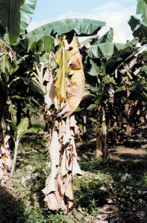 Cacho de banana gigante com mais de 90 kg é colhido no interior de SP;  VÍDEO, Santos e Região