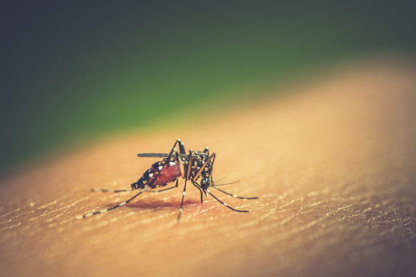 Mosquito Aedes aegypti, transmissor da dengue.